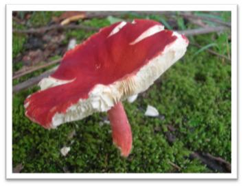 uxj^P,Russula rosea,摜