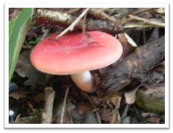 uxj^P,Russula rosea,摜